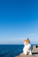 あお