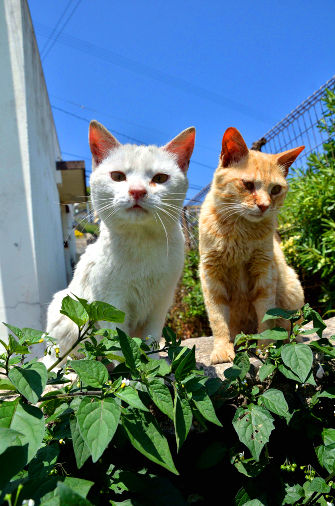 2匹でごあいさつ