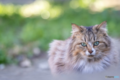 もふもふゴージャス