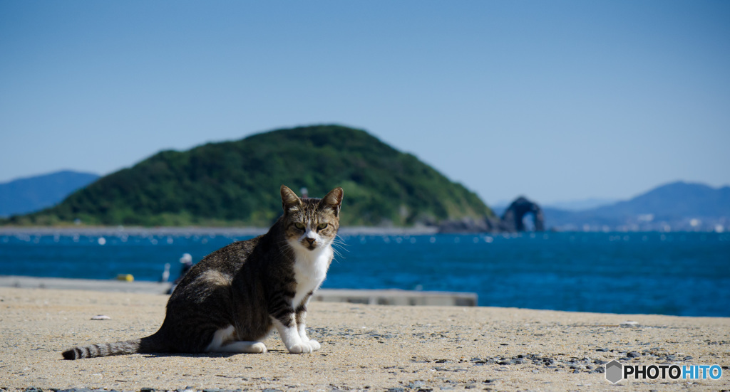 海辺のステキなネコさん