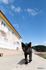 クロちゃんの登場