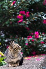 山茶花とネコさん（1）