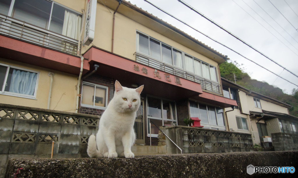 警備隊長シロちゃん、旅館を警護する。