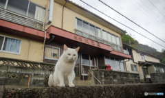 警備隊長シロちゃん、旅館を警護する。
