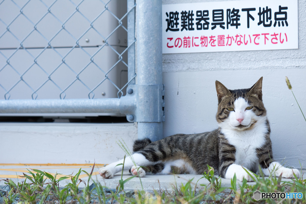 地島泊港で出会った気のいいネコさん（2）