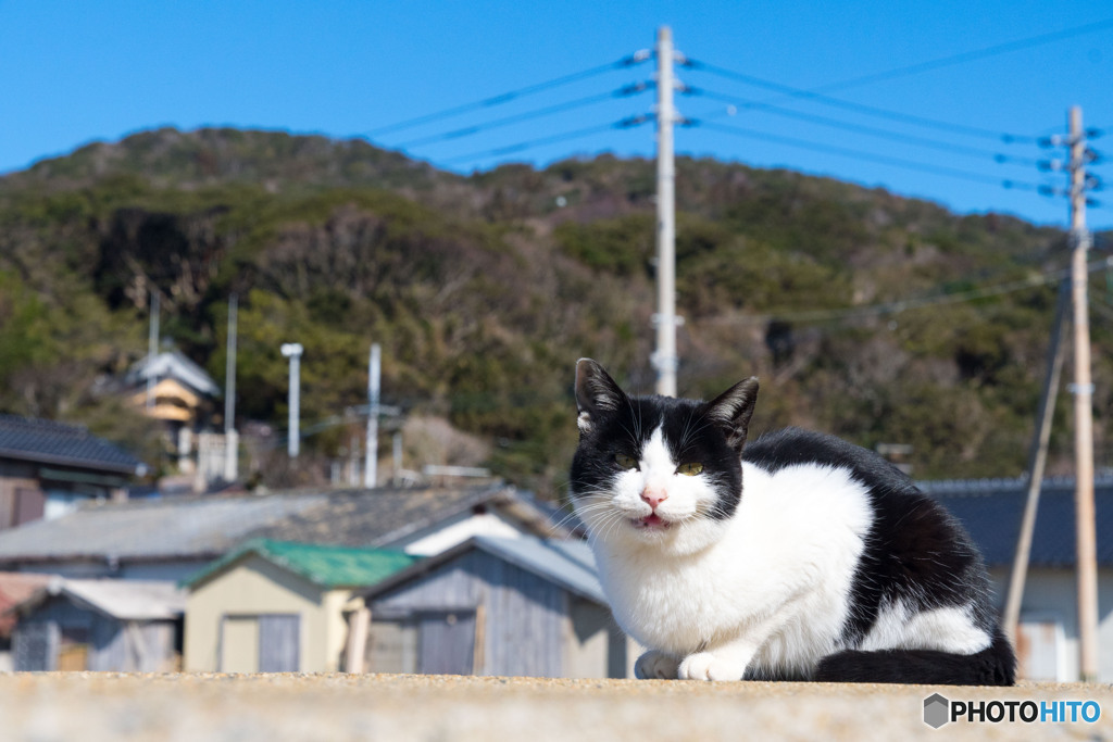 コニャニャチハ