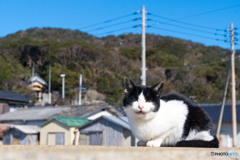 コニャニャチハ