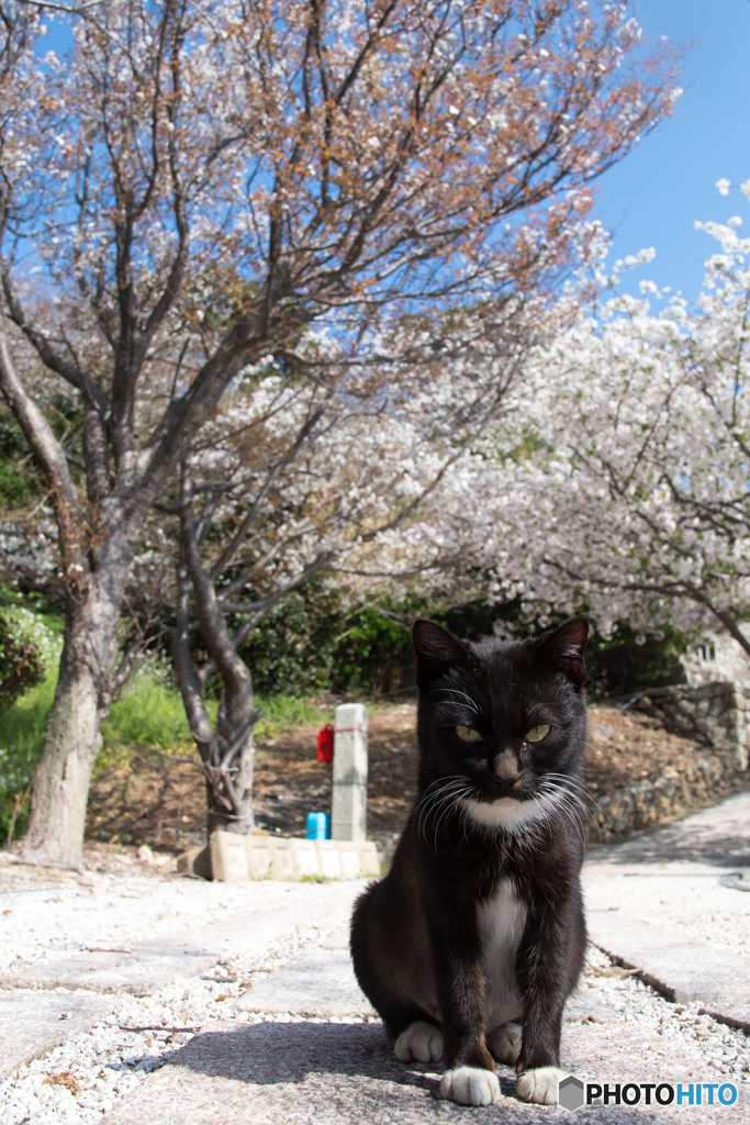 桜公園へようこそ