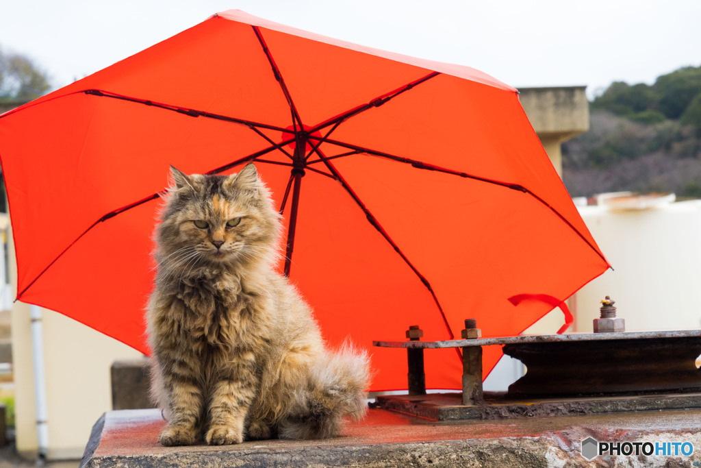 雨の日