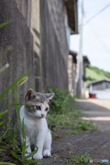 知らん顔