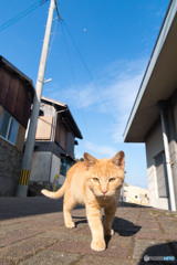 おニャニャ