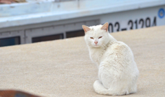 港の美ネコさん
