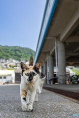 ヘイヘイ