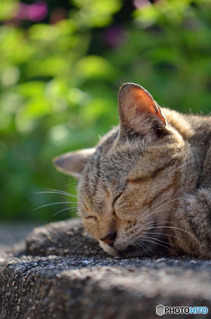 (-_-)゜zzz…