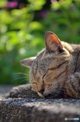 (-_-)゜zzz…