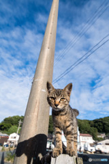 秋空いえい