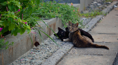 じゃれるネコさん