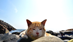 お人よし顔