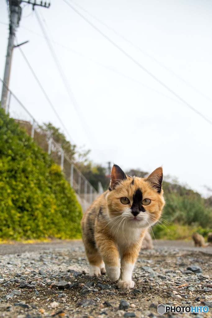 はじめましてだニャ