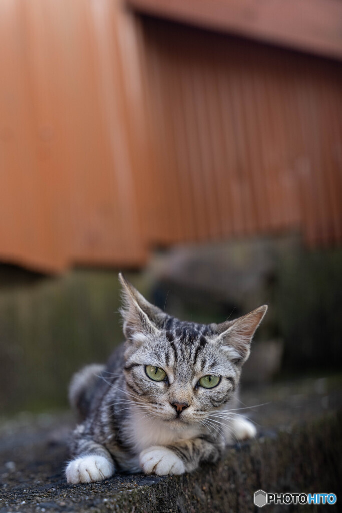 おやつ持っているのかにゃ？