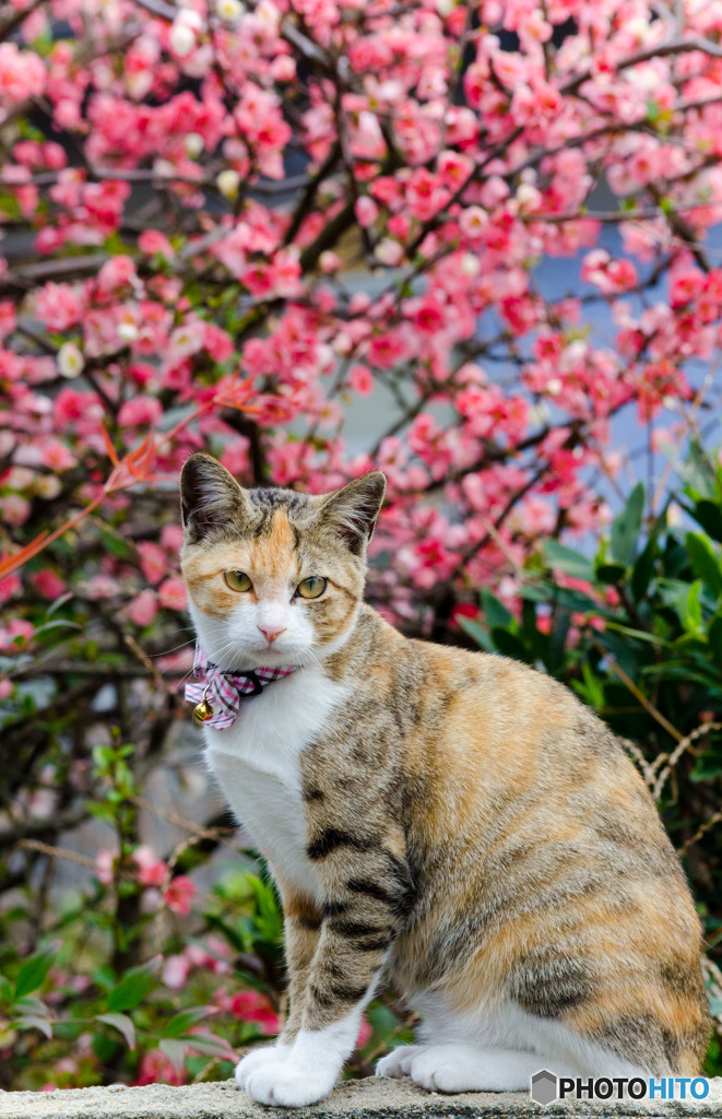 春の香に包まれて