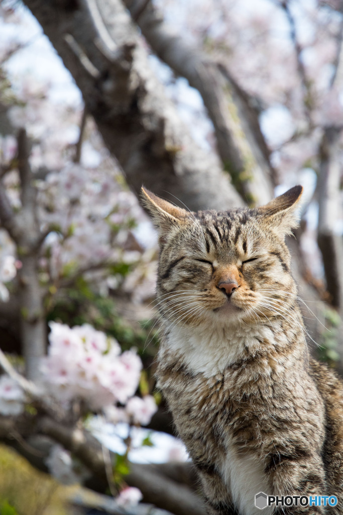 ニャハ