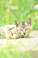 緑につつまれて