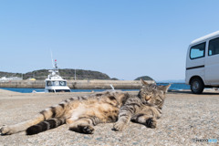 え～心地ニャ