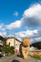 秋空散歩