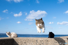 飛行隊のネコさん（11）