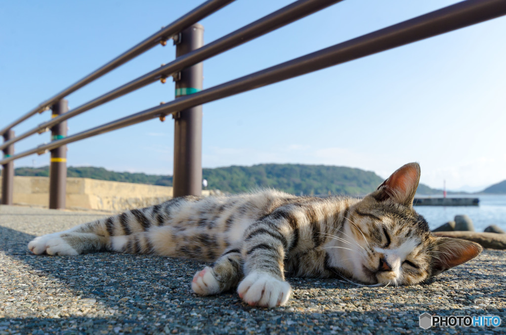 朝の眠り