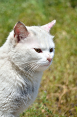 シブいシロネコさん