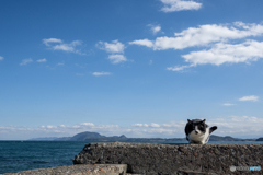 はっちゃんと冬の海
