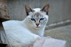 都会派の島ネコさん