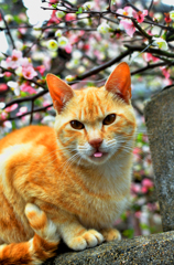 ベロが出ていますよ・・・