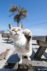 お～～、握手しよ