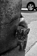 なんだコノヤロ