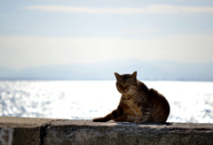 キラキラの午後