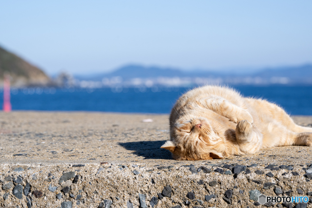 ごろごろきなこもち