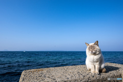 海辺のシャーミーくん