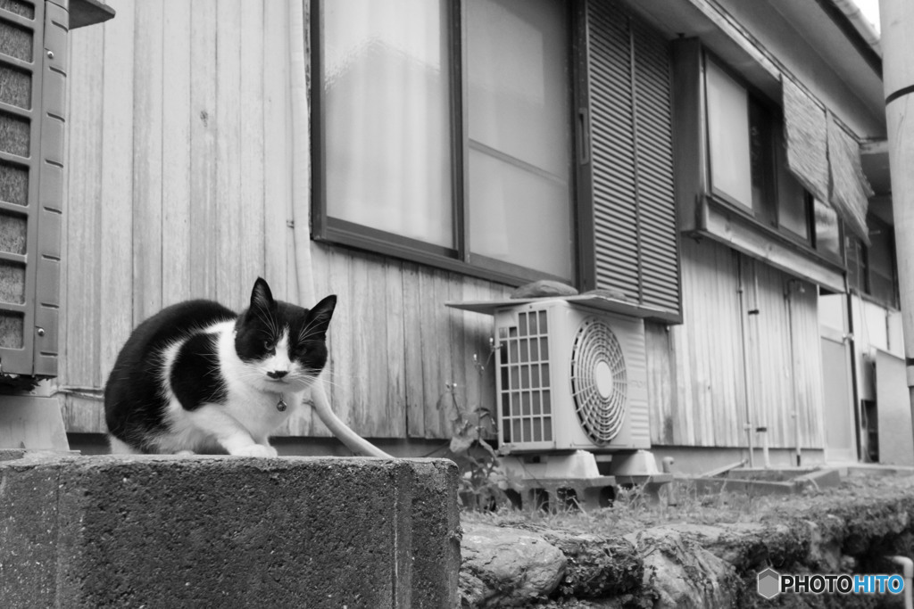 路地裏のネコさん