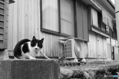 路地裏のネコさん