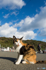 ミケさんおはよ～