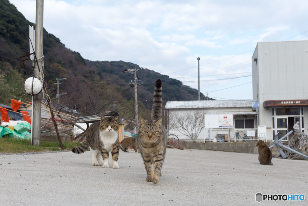 垂直シッポの追跡者