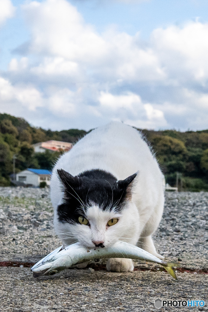 鯖をゲットする