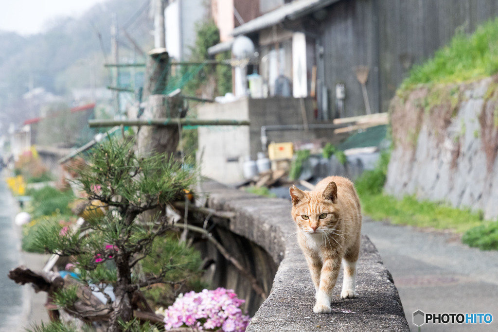 アリスの子