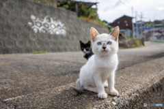 青い目のおチビ