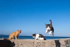 ひらりとね(*´∀｀*)