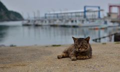 オレはチャイロくんじゃないよ