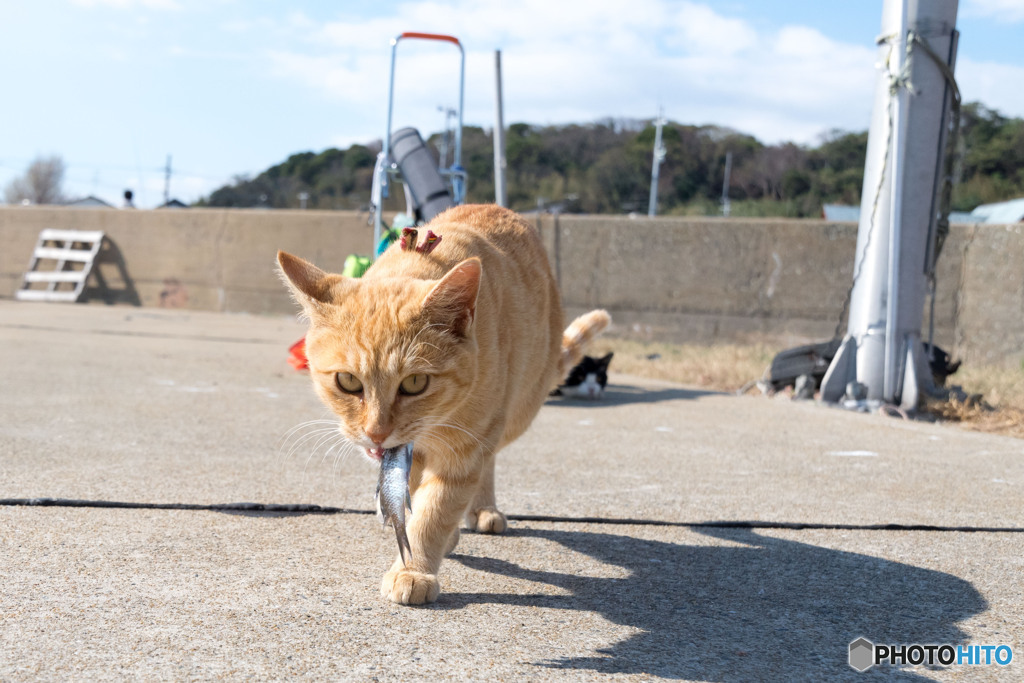 お魚もらったよ。ちょっと小さいかニャ。